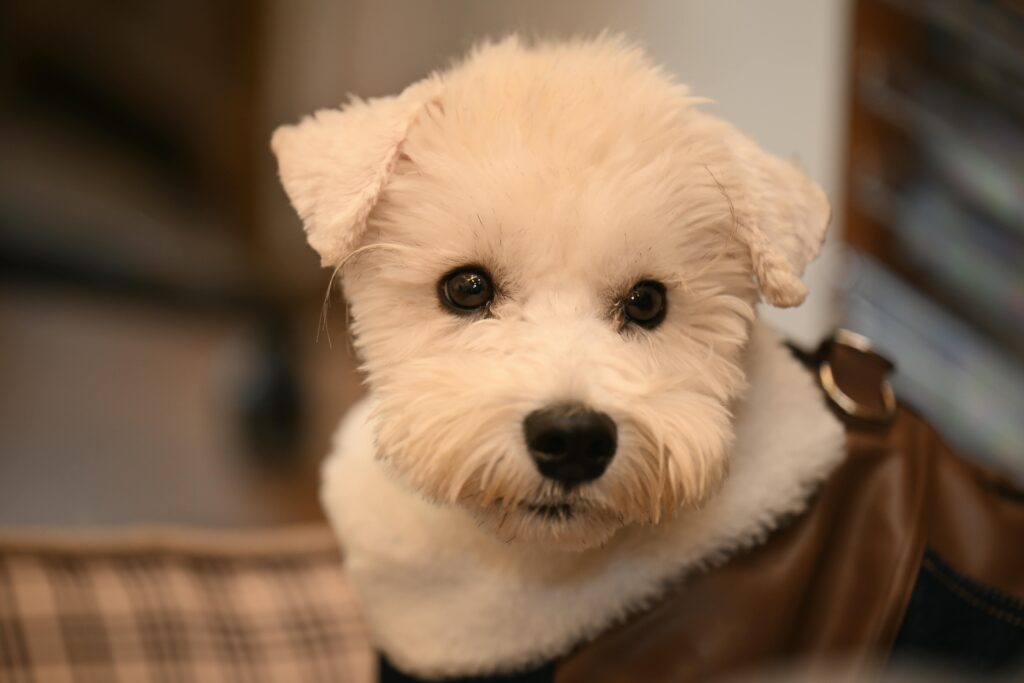Close-up of a cute white dog with a fluffy coat looking curiously at the camera indoors.